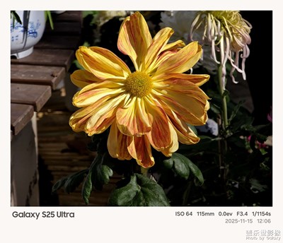 三星Galaxy S25 Ultra 镜头下的菊花展