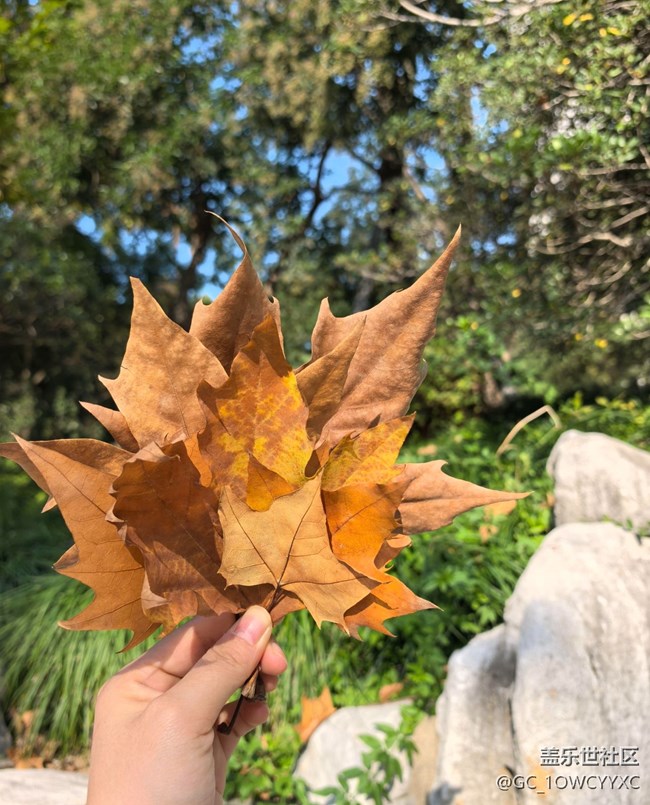 【世间的美好】公园捡秋