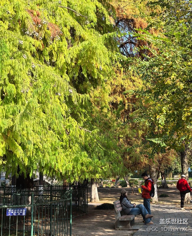 【世间的美好】公园捡秋