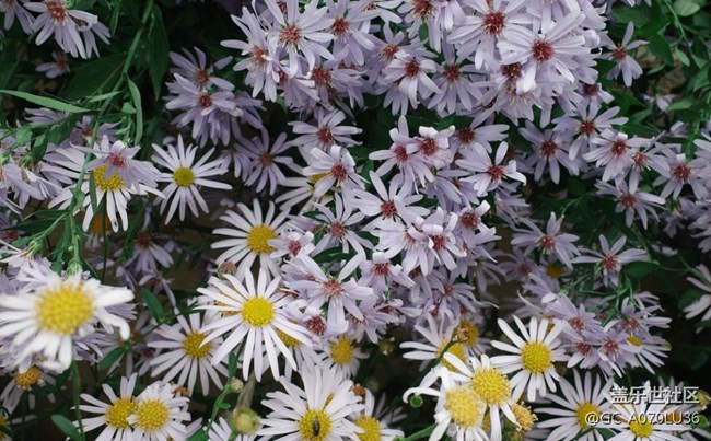 【世间的美好】冬天里的花