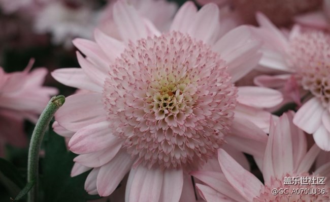 【世间的美好】冬天里的花