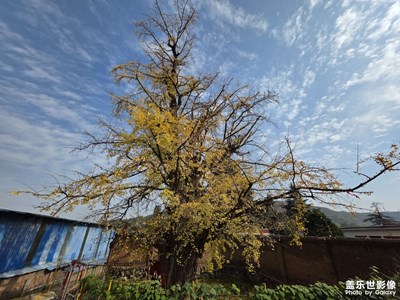 【色彩对话】+古银杏树