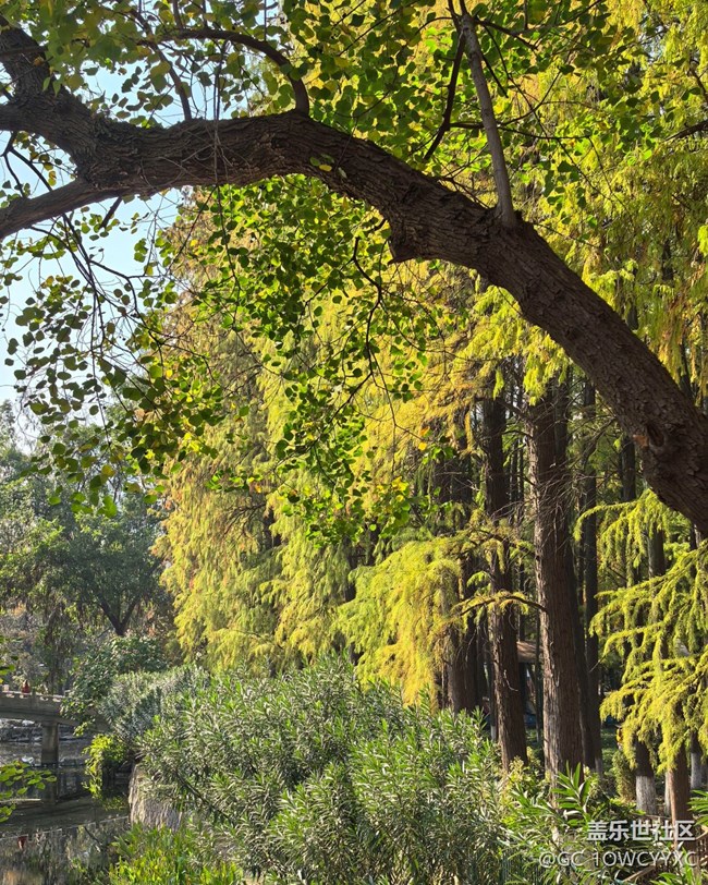 【世间的美好】公园捡秋