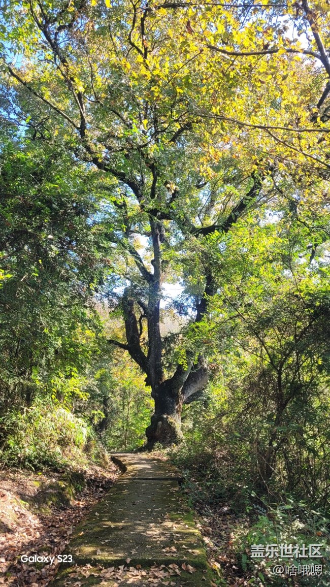 【鹏城寻冬记】爬山赏秋
