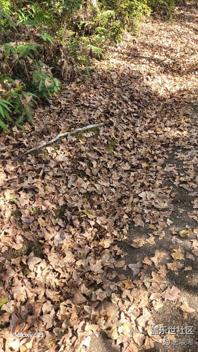 【鹏城寻冬记】爬山赏秋