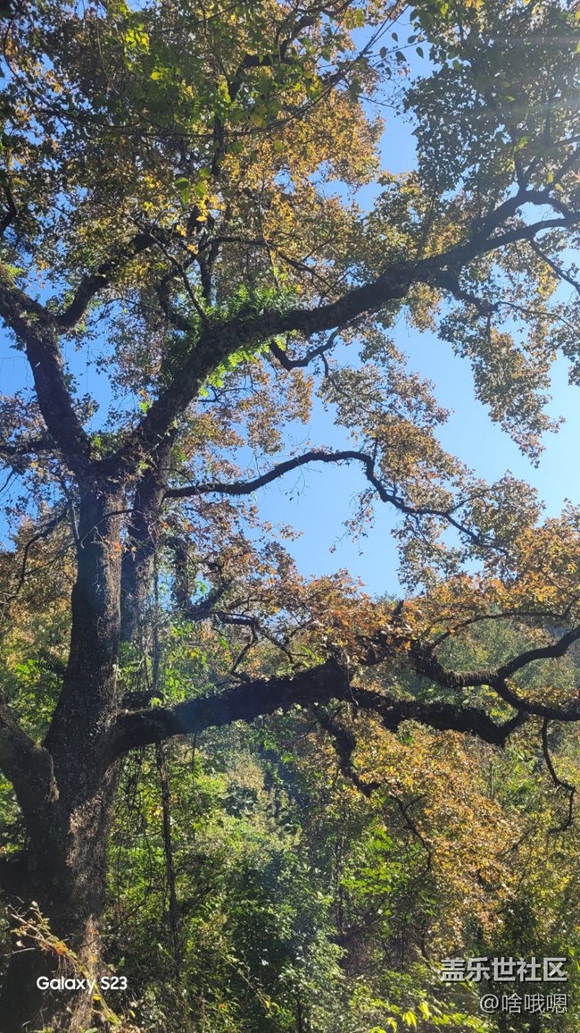 【鹏城寻冬记】爬山赏秋