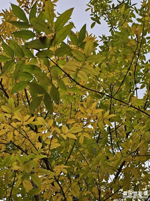 【色彩对话】秋树