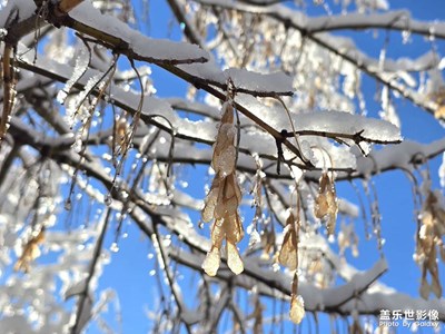冬季一场雨夹雪，形成了晶莹剔透的雾凇。