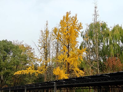 【色彩对话】五彩自然