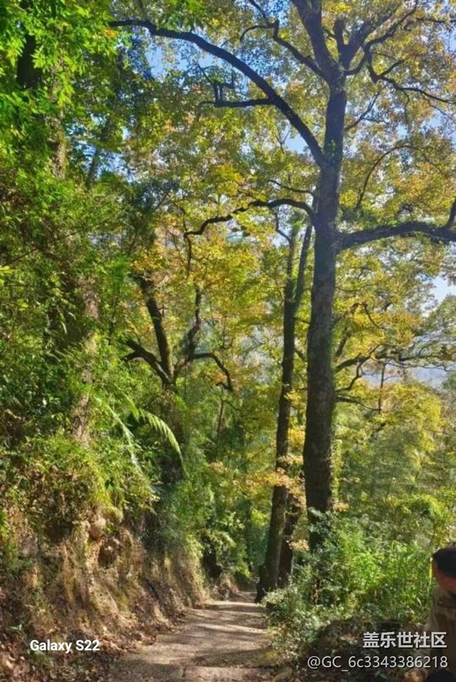 【鹏城寻冬记】赏枫季