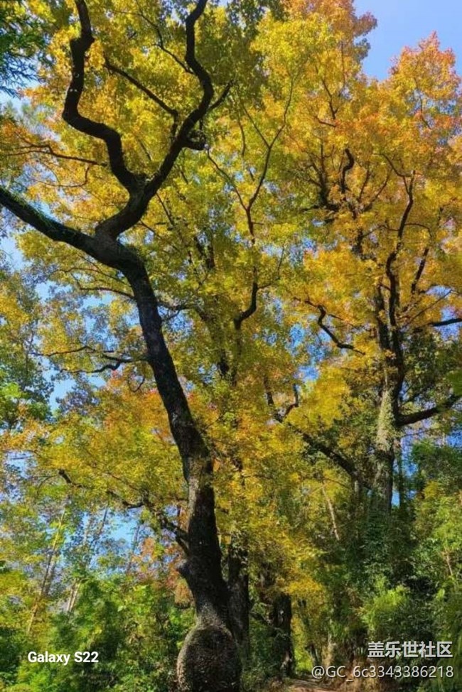 【鹏城寻冬记】赏枫季