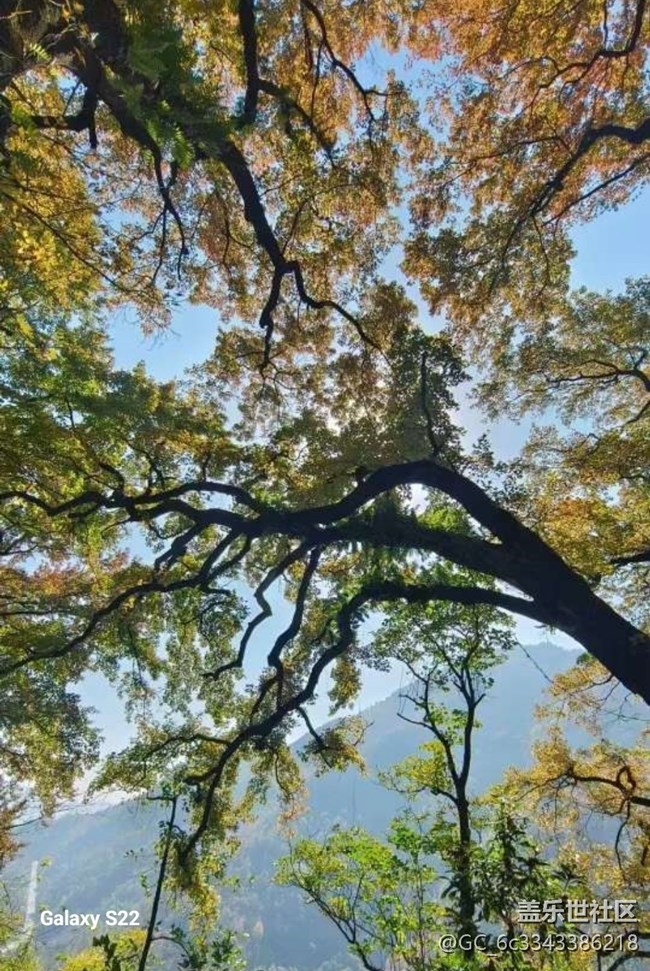 【鹏城寻冬记】赏枫季