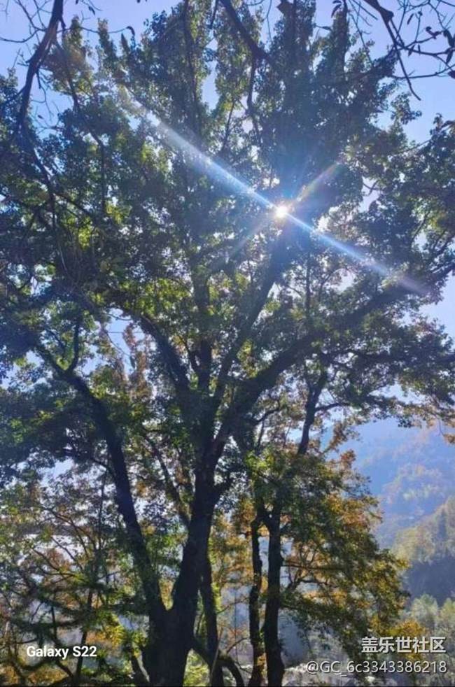 【鹏城寻冬记】赏枫季