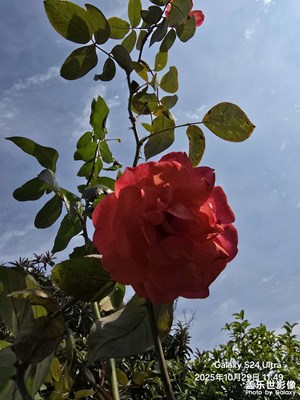 【色彩对话】+深秋的红花