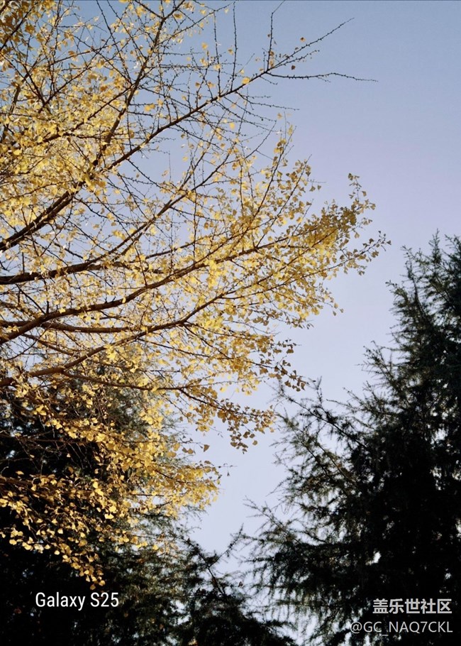 【鹏城寻冬记】冬意渐浓