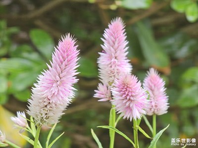 【色彩对话】花开色彩