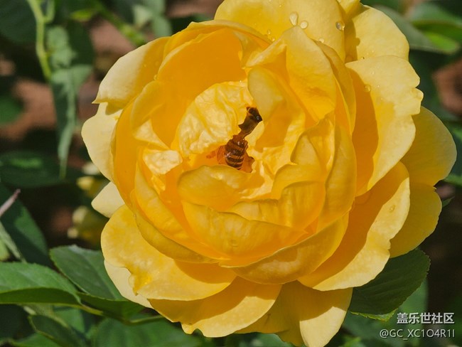 【Galaxy影像】#用微距，拉近距离