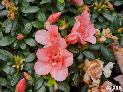 【色彩对话】初冬的公园