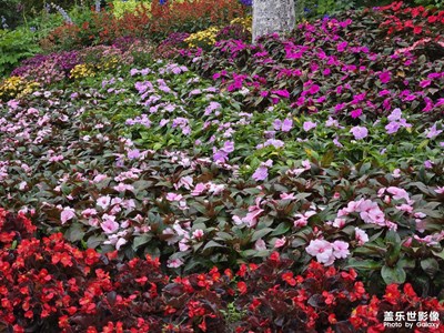 【色彩对话】花海