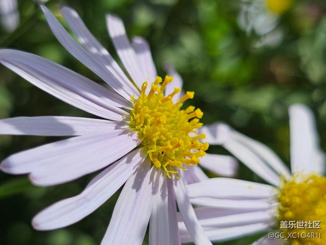 【Galaxy影像】#用微距，拉近距离