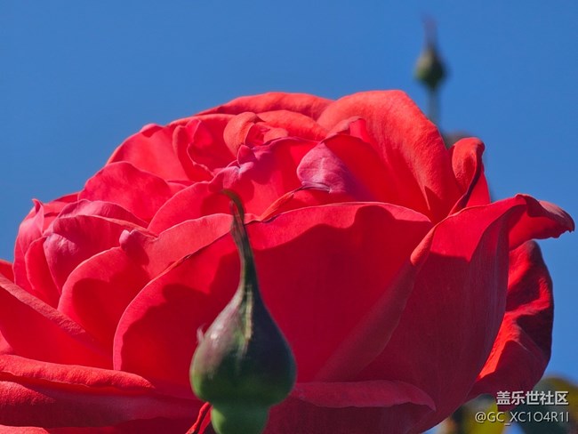 【Galaxy影像】#用微距，拉近距离