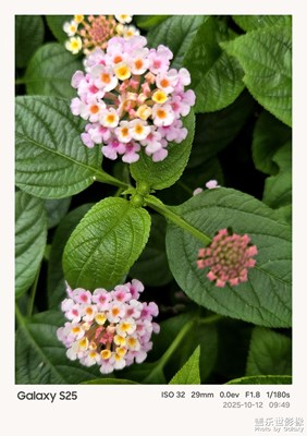 【色彩对话】+花朵色彩