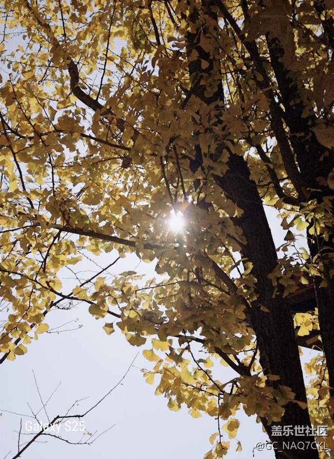 【鹏城寻冬记】冬意渐浓