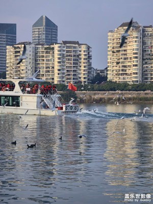 西伯利亚红嘴鸥