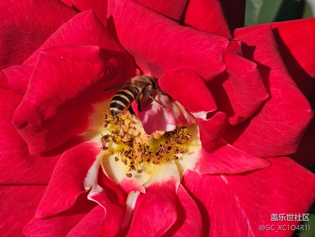 【Galaxy影像】#用微距，拉近距离