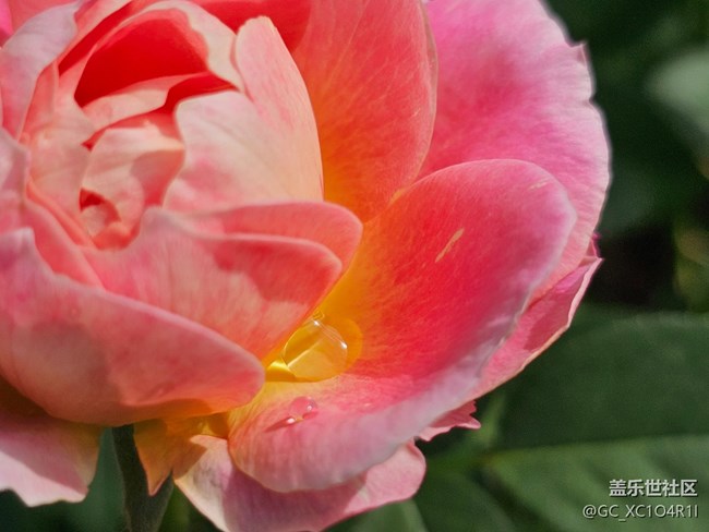 【Galaxy影像】#用微距，拉近距离