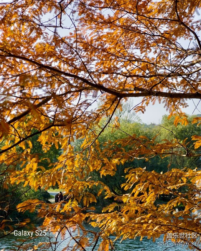 【鹏城寻冬记】冬意渐浓