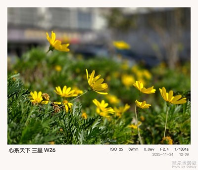 心系天下镜头下的黄金菊