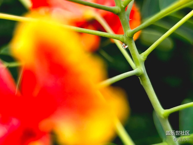 【Galaxy影像】#用微距，拉近距离