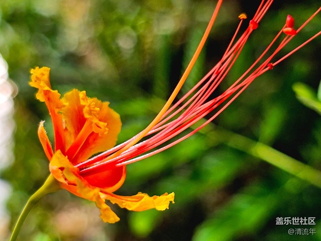 【Galaxy影像】#用微距，拉近距离