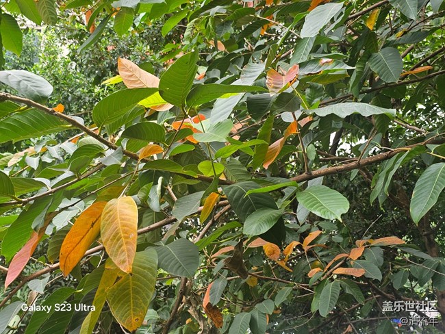 【鹏城寻冬记】11月