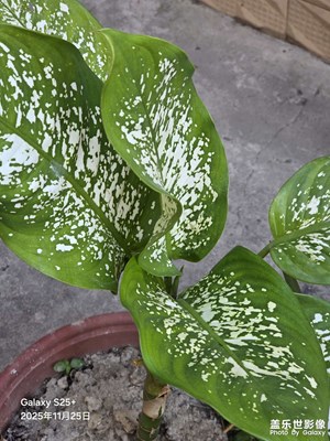 【色彩对话】广东秋色