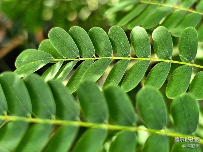 【Galaxy影像】#用微距，拉近距离