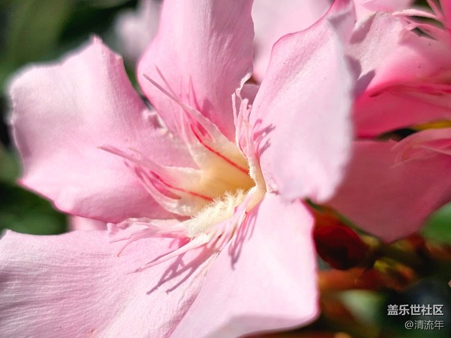 【Galaxy影像】#用微距，拉近距离