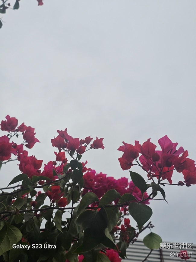 【鹏城寻冬记】11月