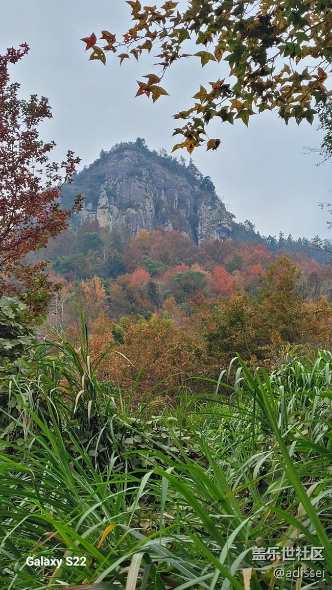 【鹏城寻冬记】枫叶红