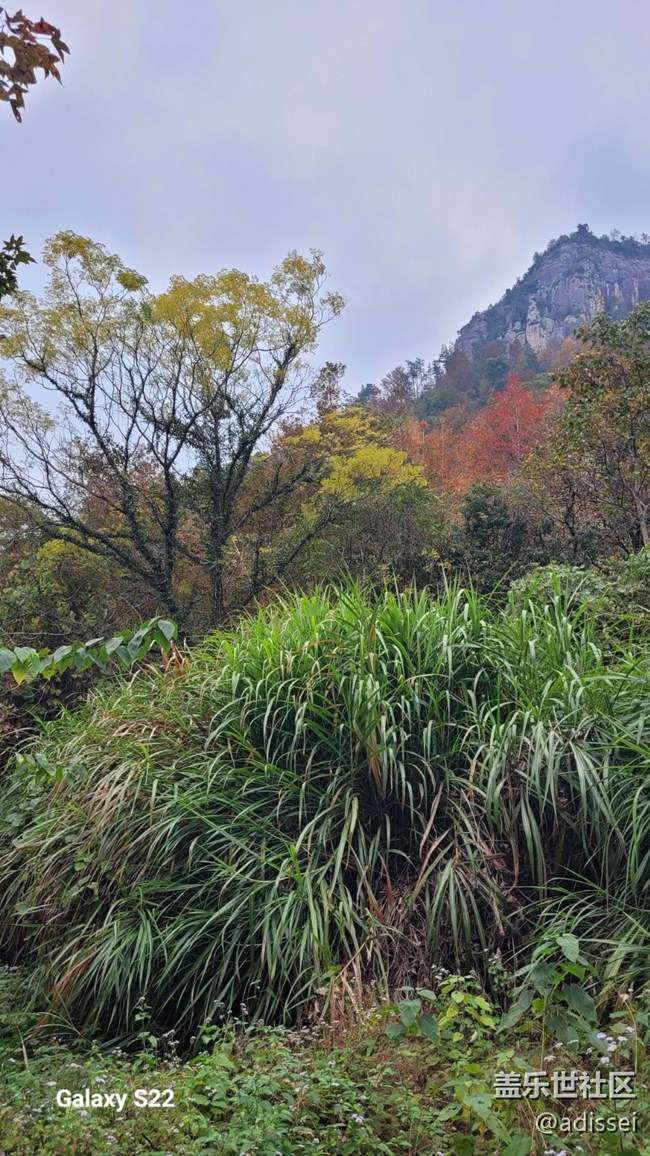 【鹏城寻冬记】枫叶红