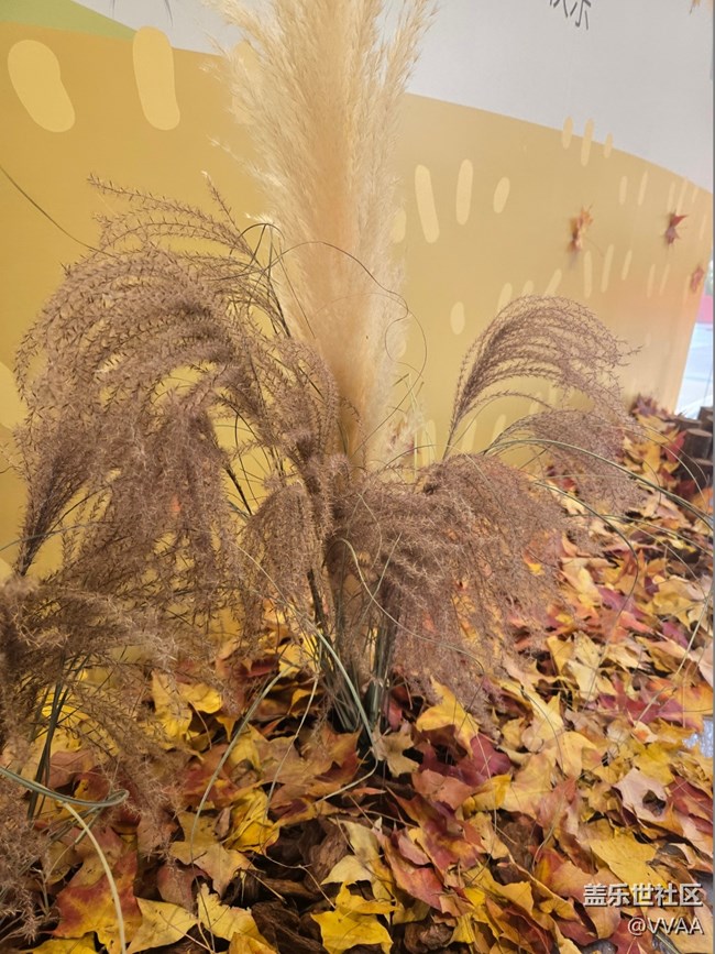 【叶落成诗】红叶松果