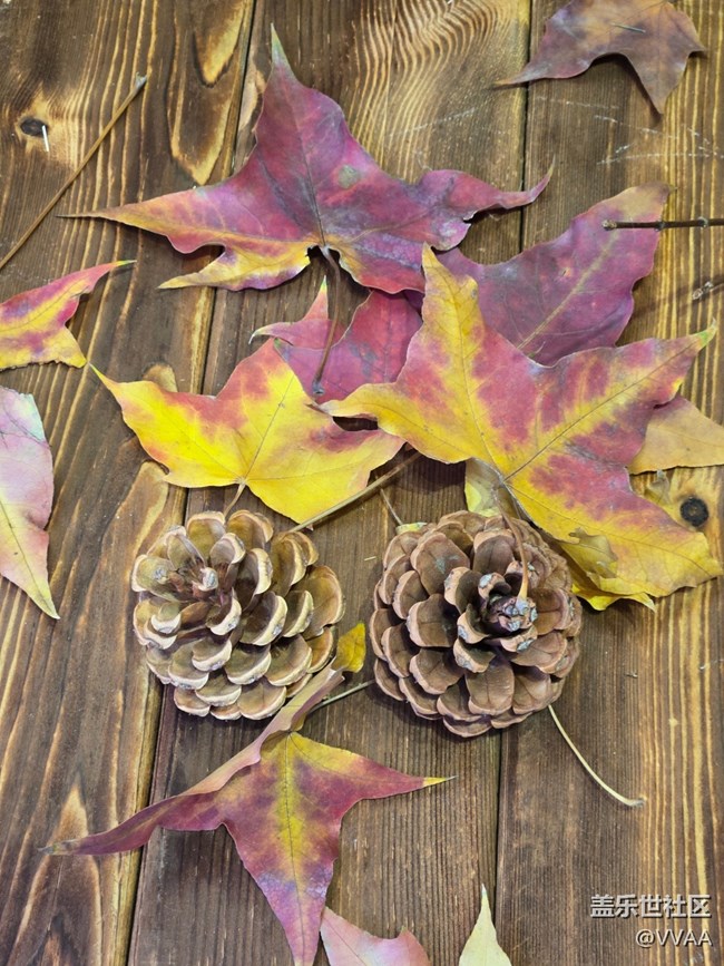 【叶落成诗】红叶松果