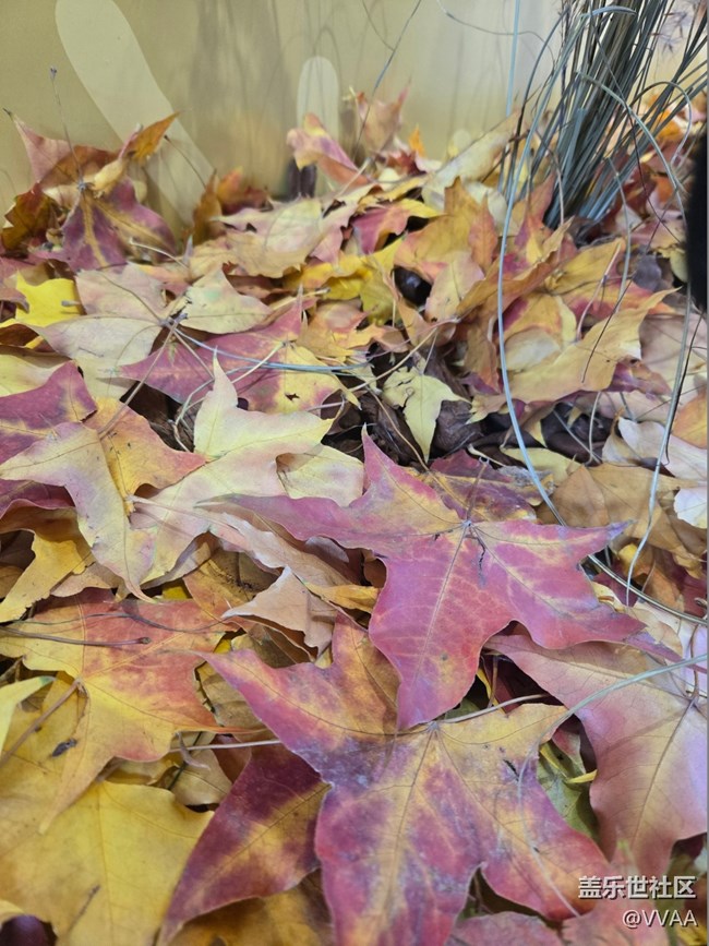 【叶落成诗】红叶松果