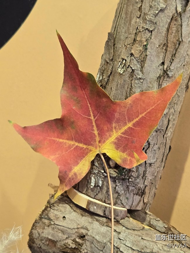 【叶落成诗】红叶松果