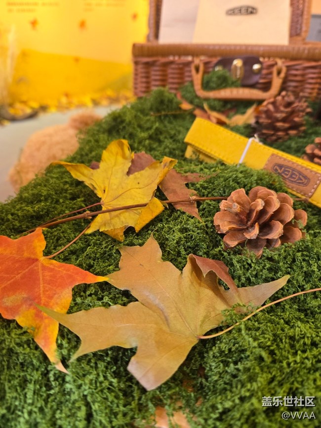 【叶落成诗】红叶松果