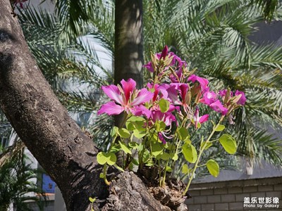 【拍有意境】冬日下的紫荆花