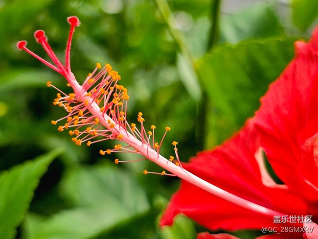 【Galaxy影像】#用微距，拉近距离