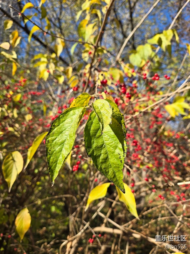 【Galaxy影像】#用微距，拉近距离