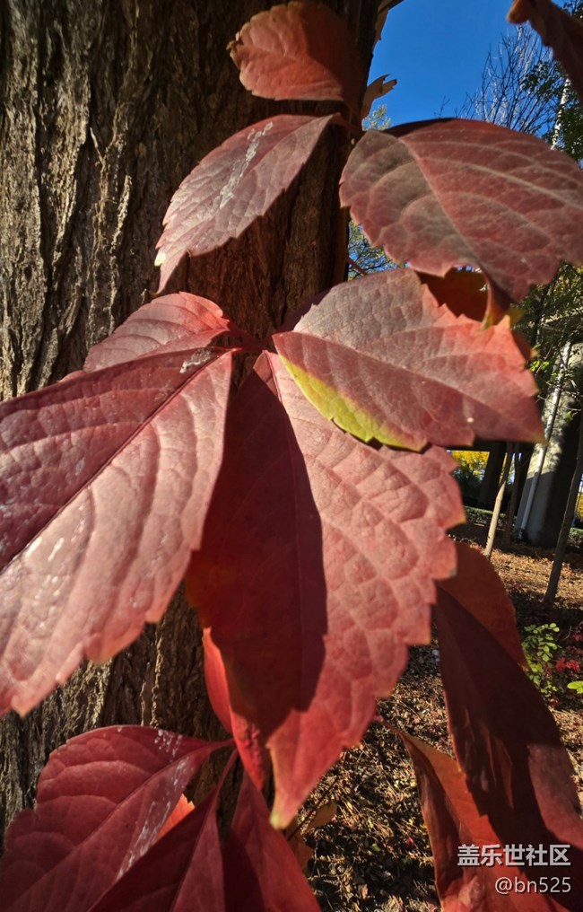 【Galaxy影像】#用微距，拉近距离